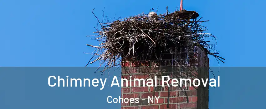 Chimney Animal Removal Cohoes - NY